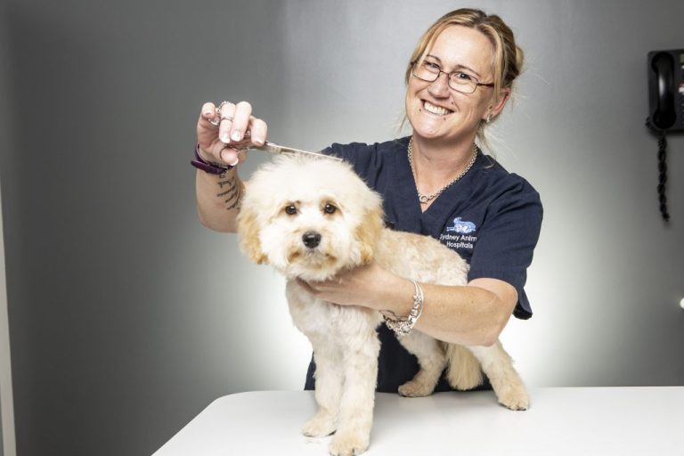 Tips for Choosing a Dog Grooming Service