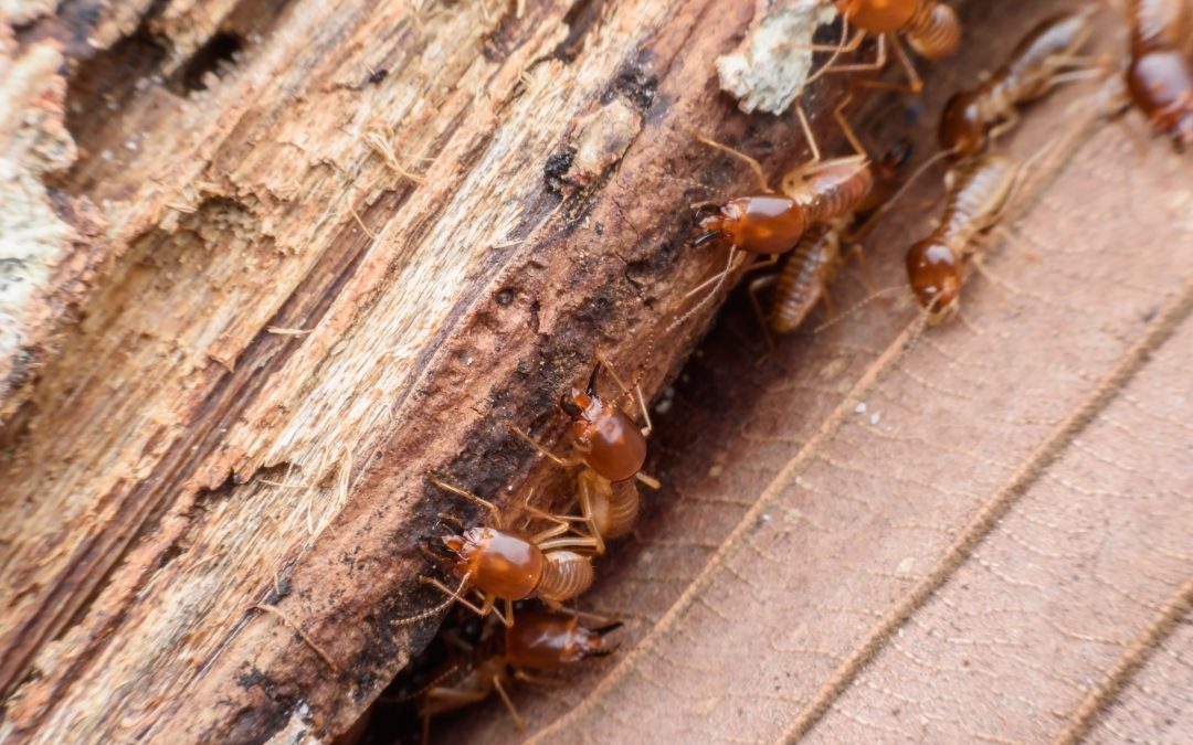 safe ant termination