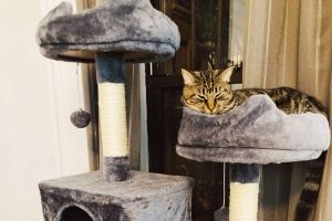 cat scratching tower